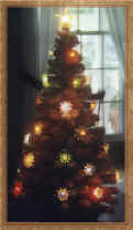 Matchless Star Tree owned by Jim Sloss